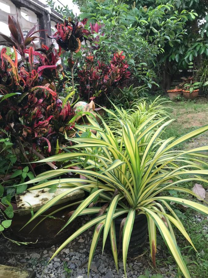 Tree In Town ทรีอินทาวน์ Villa Phatthalung Eksteriør bilde